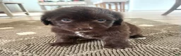 Mixed Breed dogs for sale: Brown Betty - Ad 5