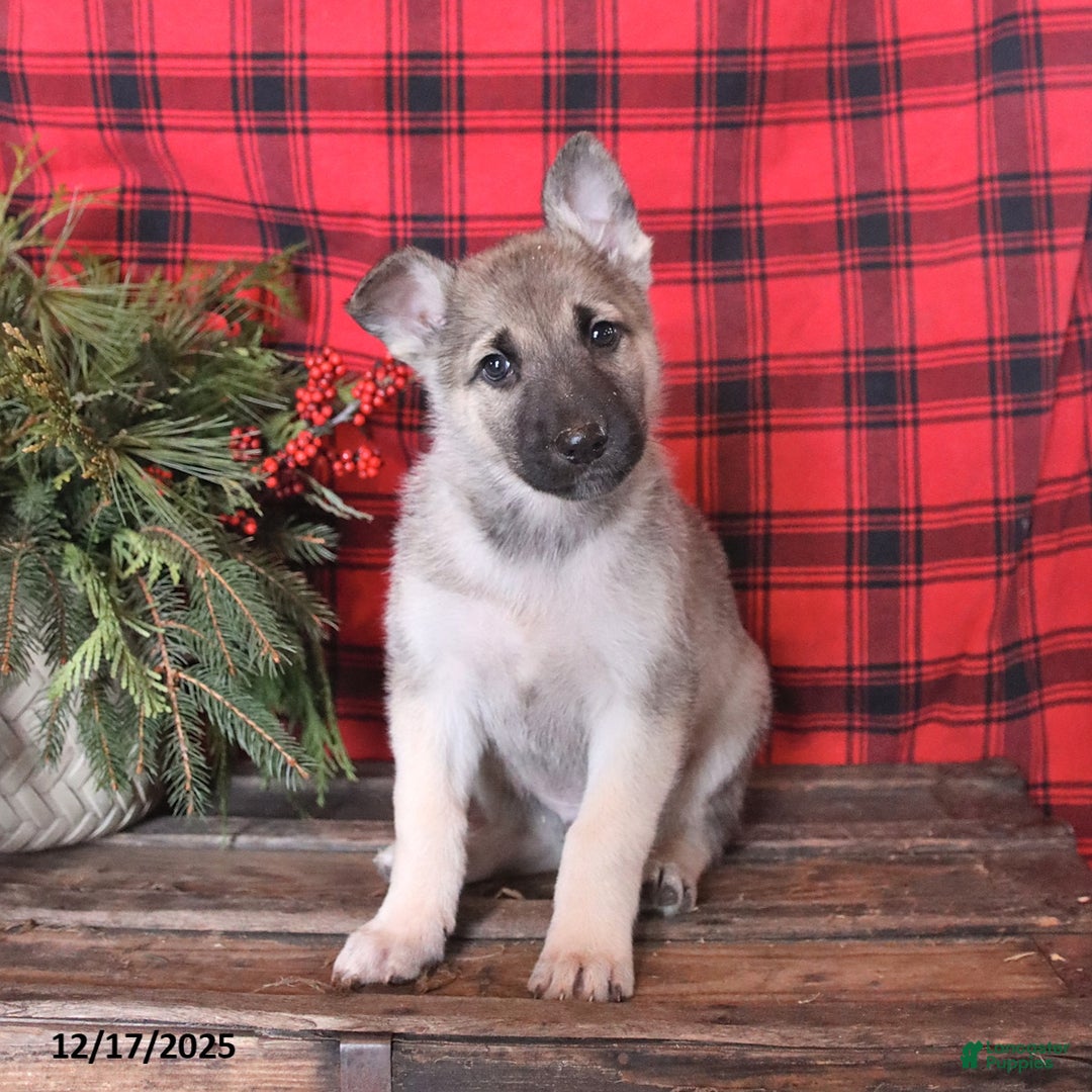 German Shepherd dogs for sale: Claus - Ad 1