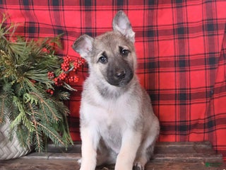 German Shepherd dogs Claus - Ad 18
