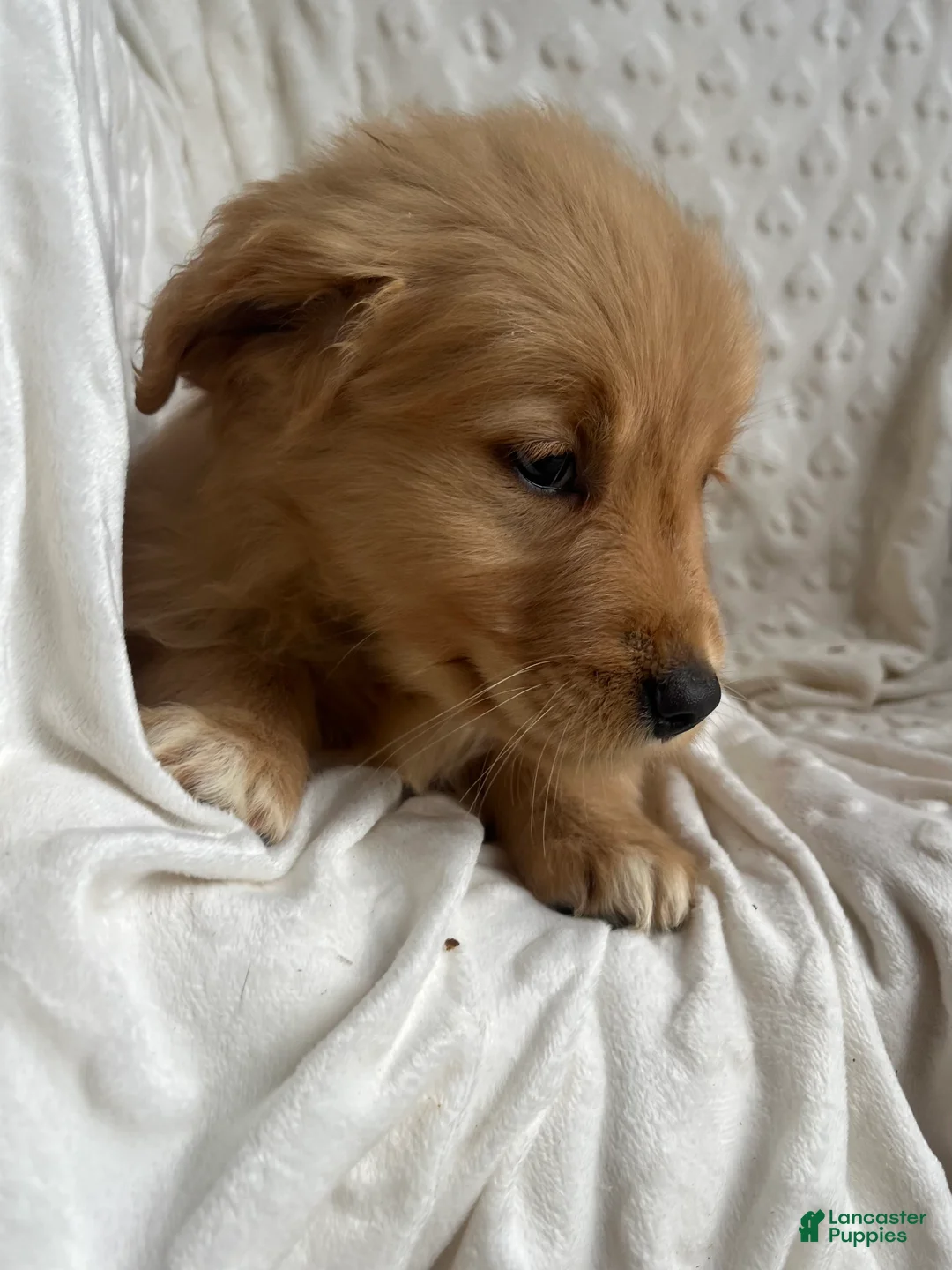 Golden Retriever dogs for sale: Golden Retriever Puppy 6 - Ad 6