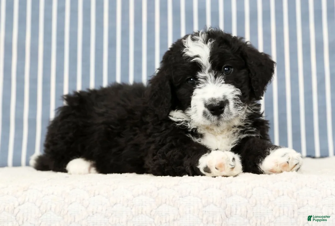 Mini Bernedoodle dogs for sale: Toby - Ad 4