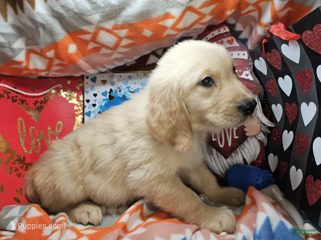 Golden Retriever dogs for sale: Glennn Campbell - Ad 2
