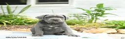 Cane Corso dogs for sale: Wallace - Ad 3
