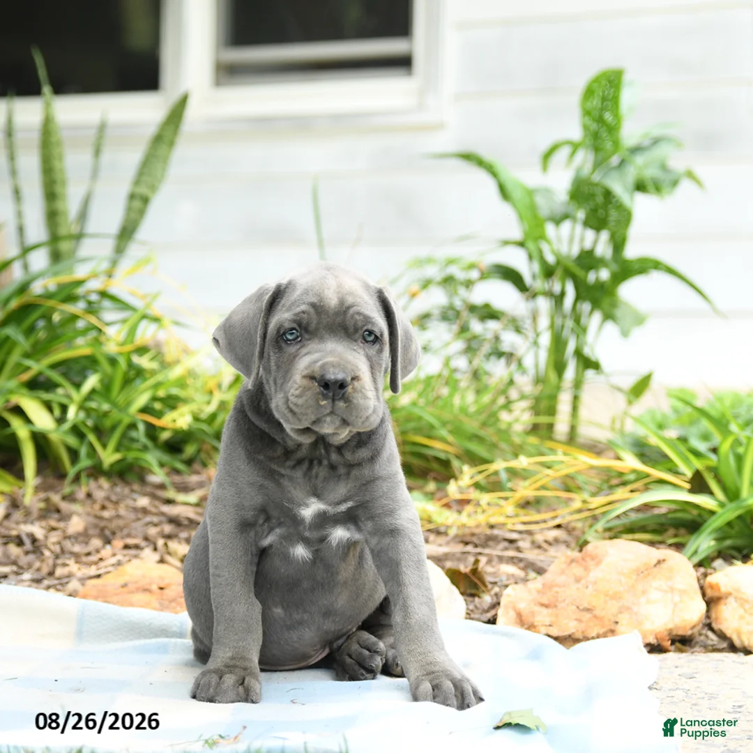 Cane Corso dogs for sale: Wallace - Ad 3