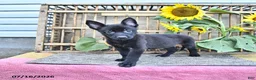 Mixed Breed dogs for sale: Alice - Ad 5
