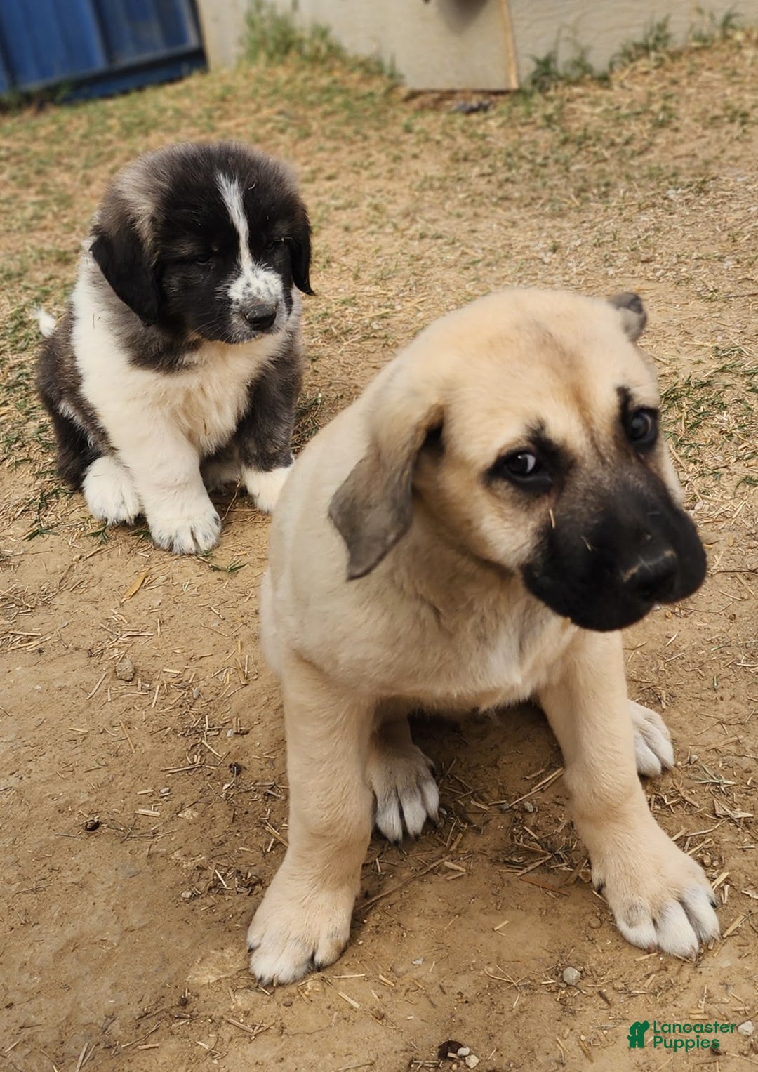 Anatolian Shepherd dogs for sale: AKC Blue M1 ASD puppy - Ad 4