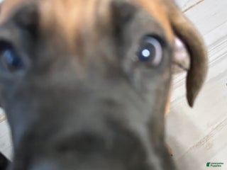 Cane Corso dogs Beau - Ad 12