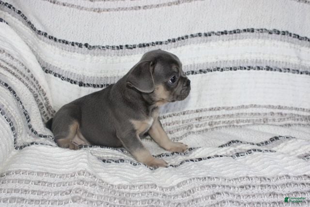 French Bulldog dogs Daniel - Ad 2