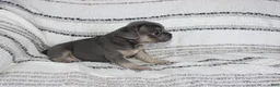 French Bulldog dogs for sale: Daniel - Ad 2