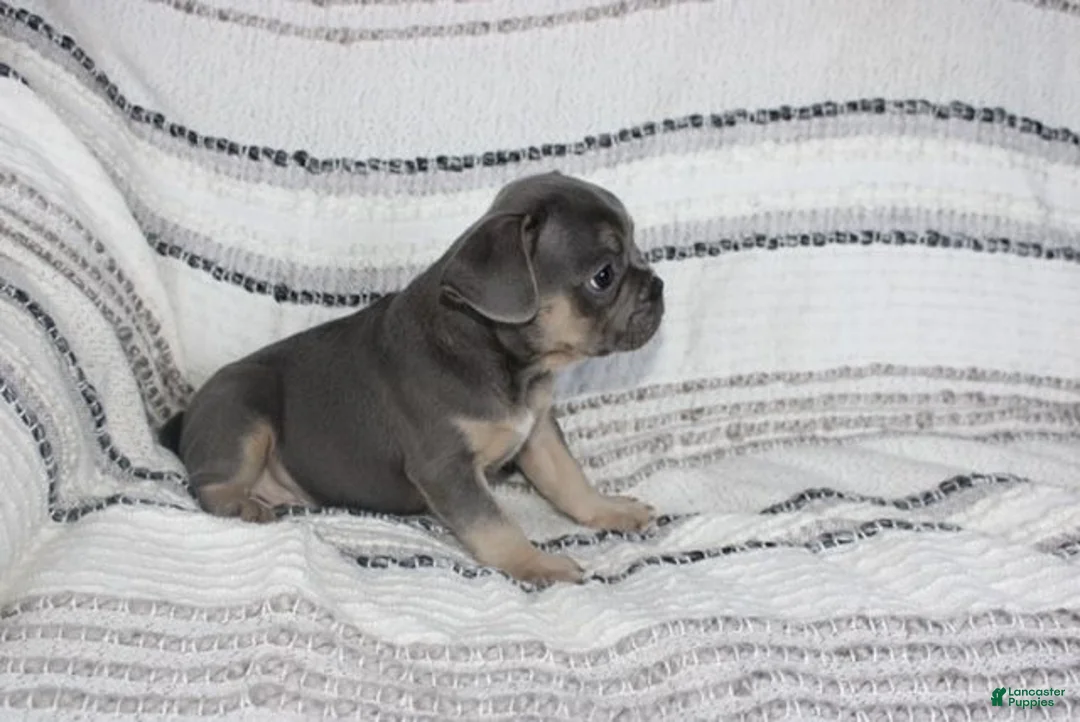 French Bulldog dogs for sale: Daniel - Ad 2