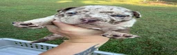 American Bully dogs for sale: American Bully 7 - Ad 3