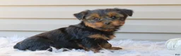 Yorkshire Terrier dogs for sale: Easton - Ad 2