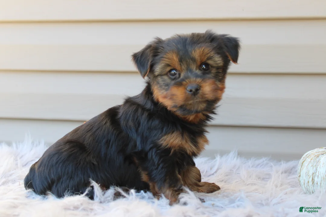 Yorkshire Terrier dogs for sale: Easton - Ad 2