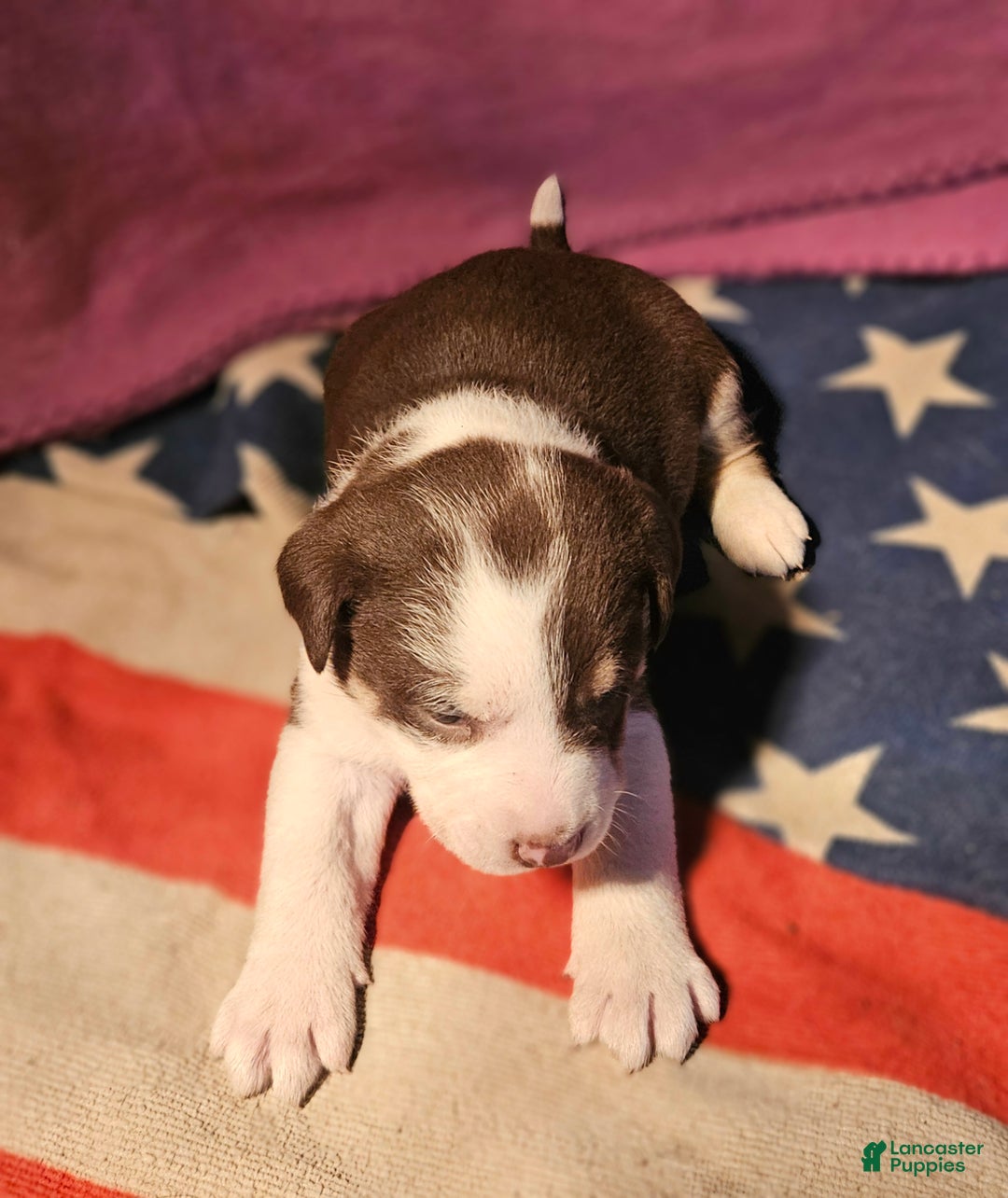 Border Collie dogs for sale: CeeCee - Ad 5