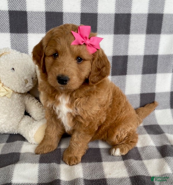 Mini Bernedoodle dogs Penny - Ad 1