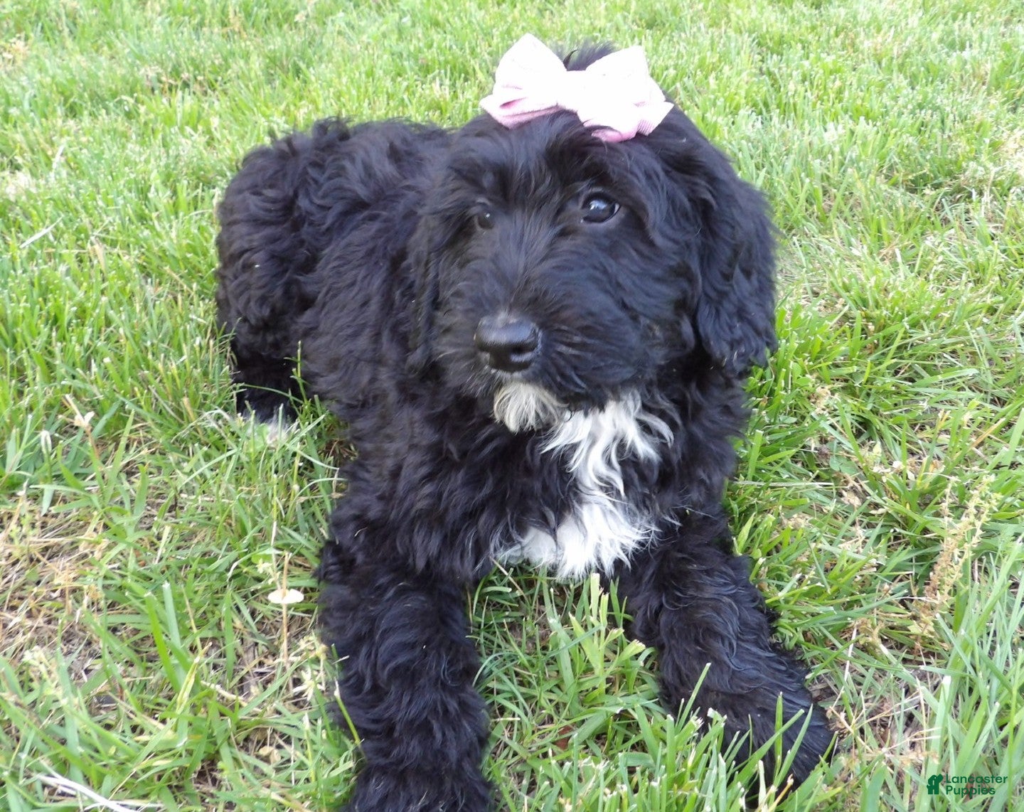 Bernedoodle dogs Lucy - Ad 2