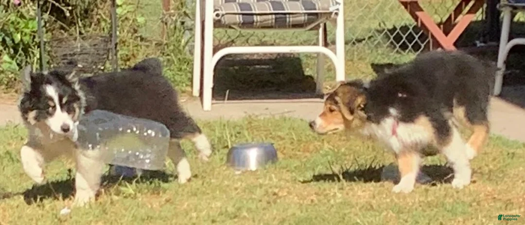 Australian Shepherd dogs for sale: Australian Shepherd Puppy 2 - Ad 9
