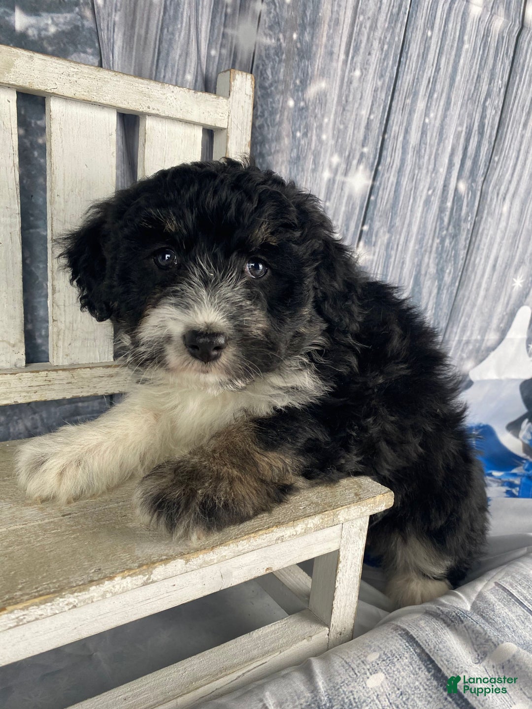 Aussiedoodle dogs for sale: Bella - Ad 7