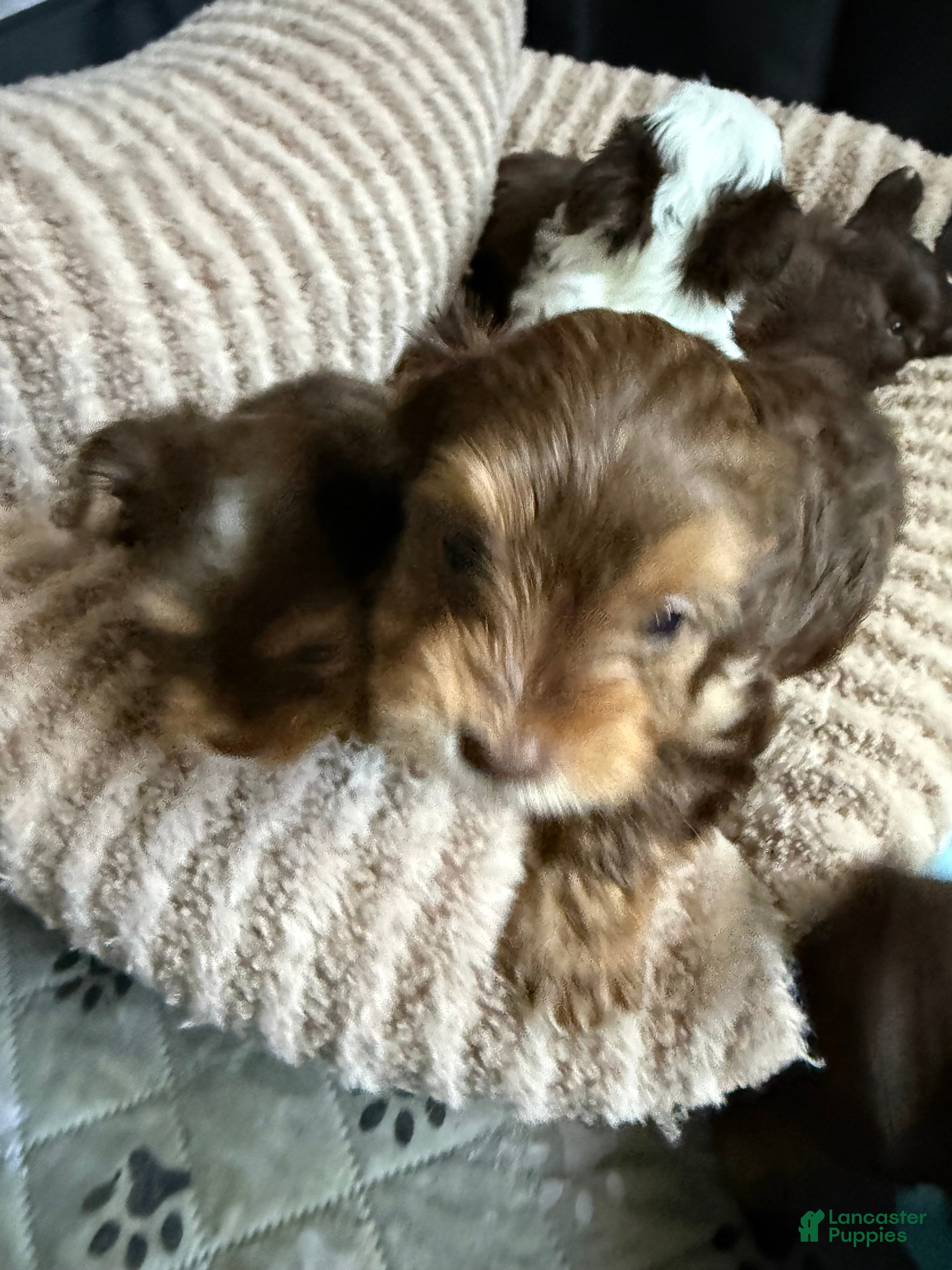 Yorkshire Terrier dogs Cookies and Cream - Ad 2