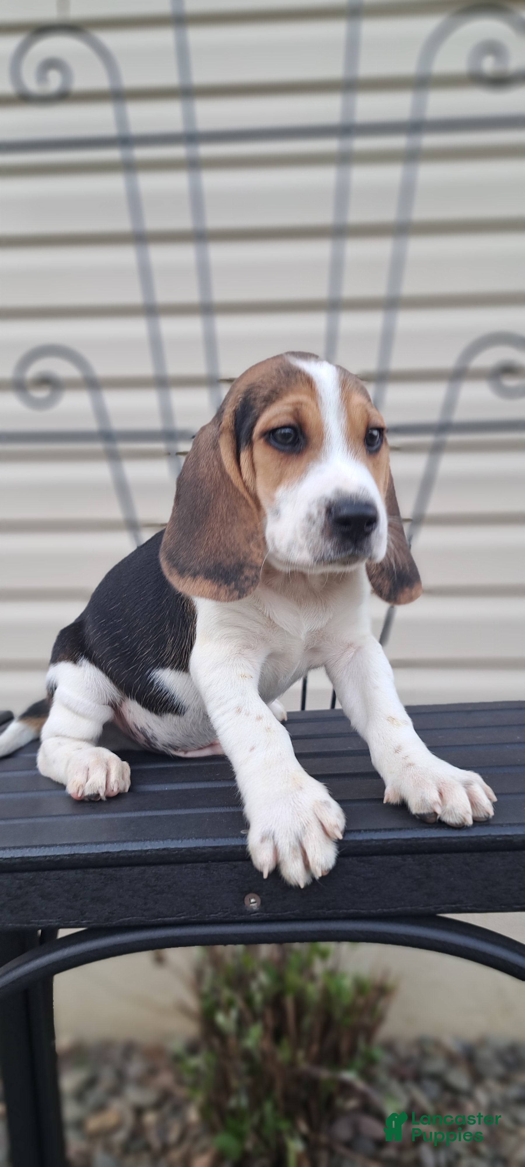 Beagle dogs COOPER - Ad 1