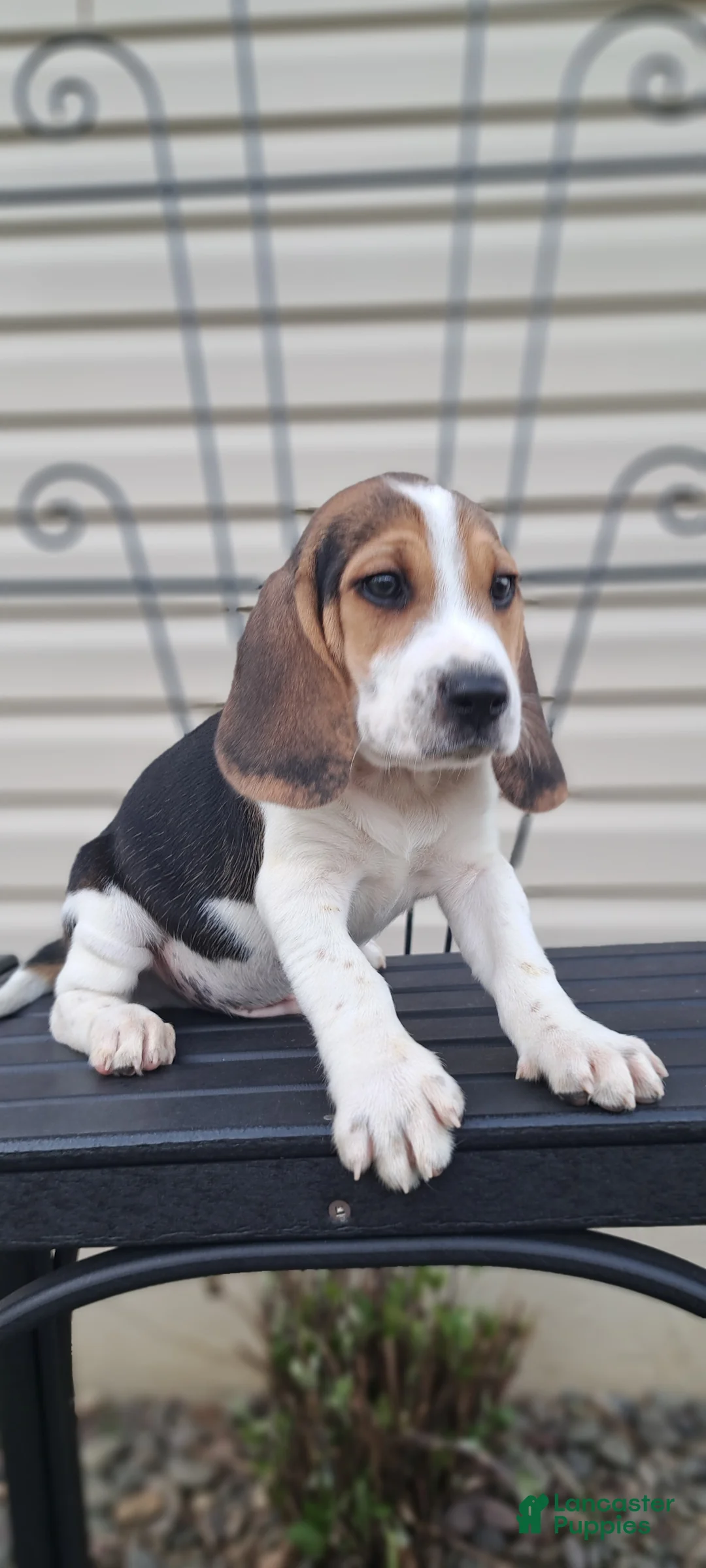 Beagle dogs for sale: COOPER - Ad 1