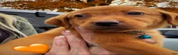 Labrador Retriever dogs for sale: Labrador Retriever 1 - Ad 2
