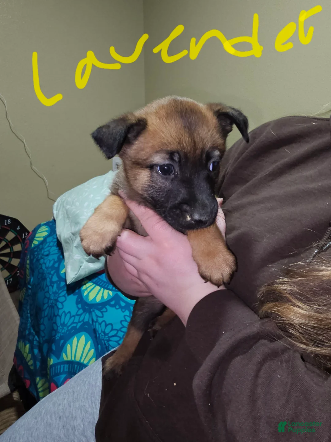 Gallery Image {{count}}