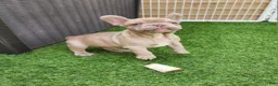 French Bulldog dogs for sale: Lilly  - Ad 6