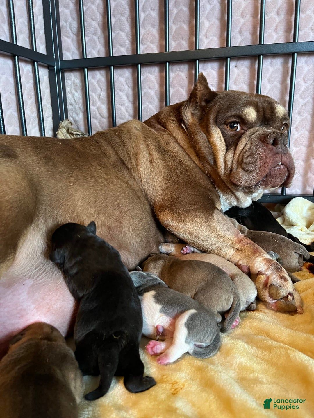 American Bully dogs for sale: Jax - Ad 4