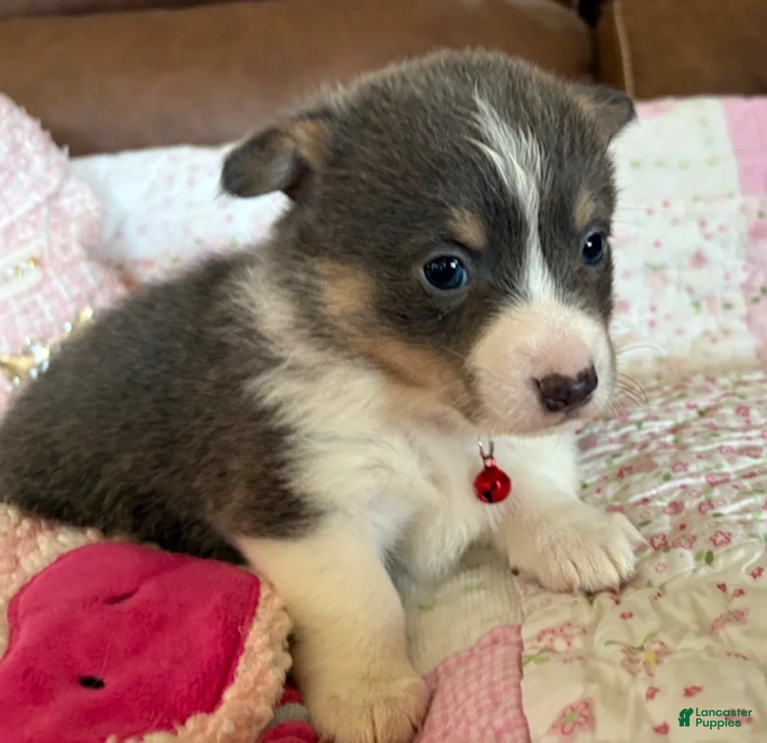 Welsh Corgi Pembroke dogs for sale: Welsh Corgi Pembroke Puppy 6 - Red Collar Bluie Girl - Ad 1