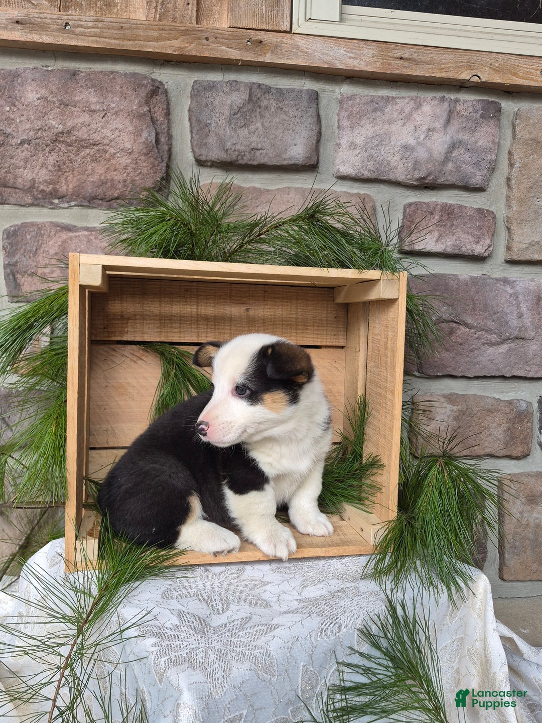 Welsh Corgi Pembroke dogs for sale: Rose - Ad 2