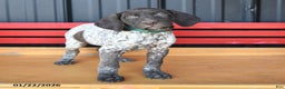 German Shorthaired Pointer dogs for sale: Twila - Ad 3