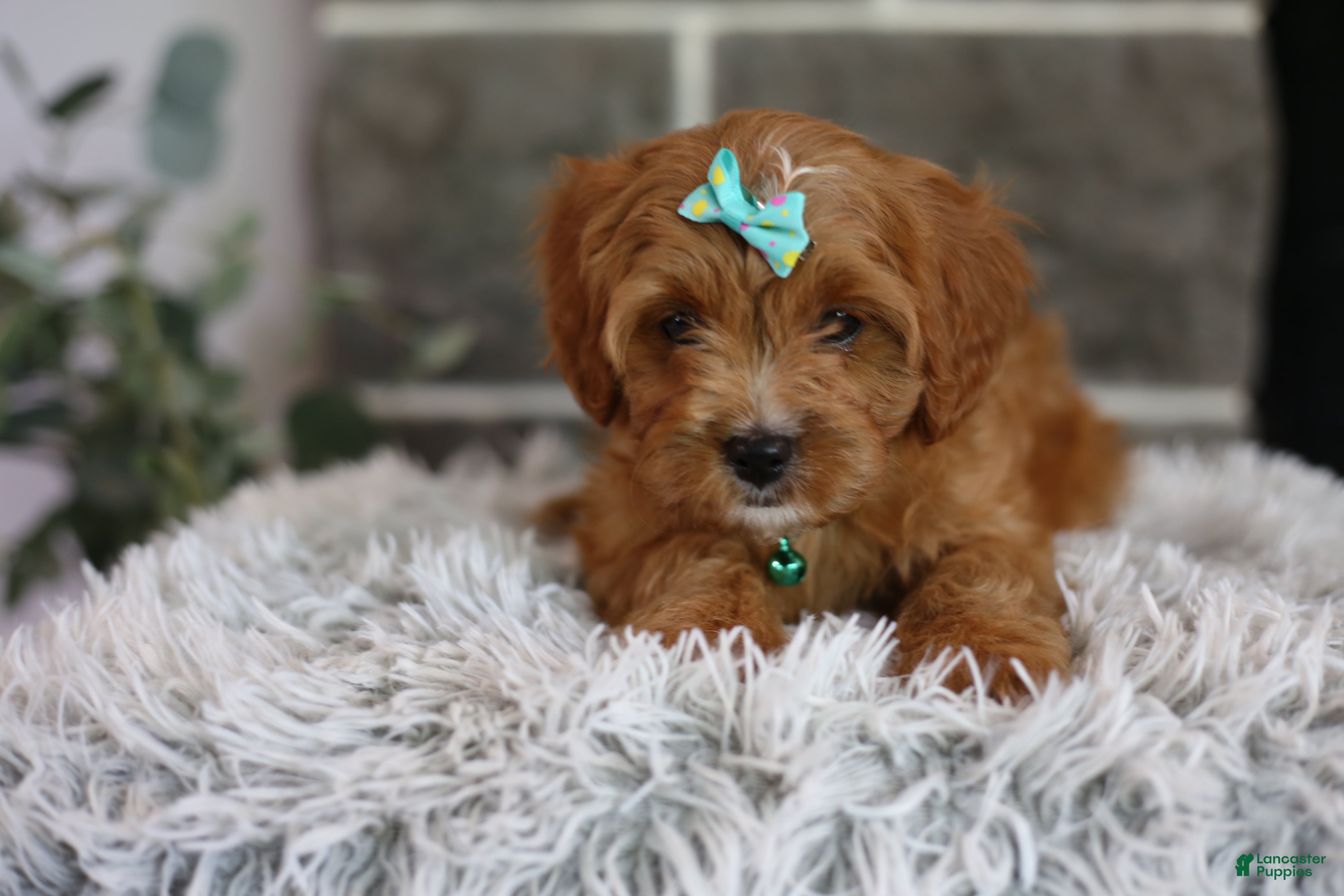 Cavapoo dogs Faye - Ad 1