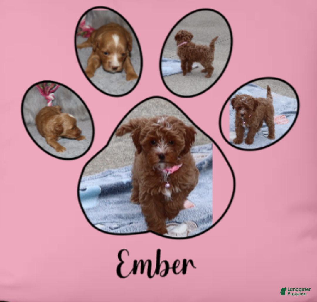 Havapoo dogs for sale: Ember 🌷👨‍👨‍👧‍👦💞🐕 - Ad 2