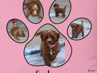 Havapoo dogs Ember 🌷👨👨👧👦💞🐕 - Ad 6