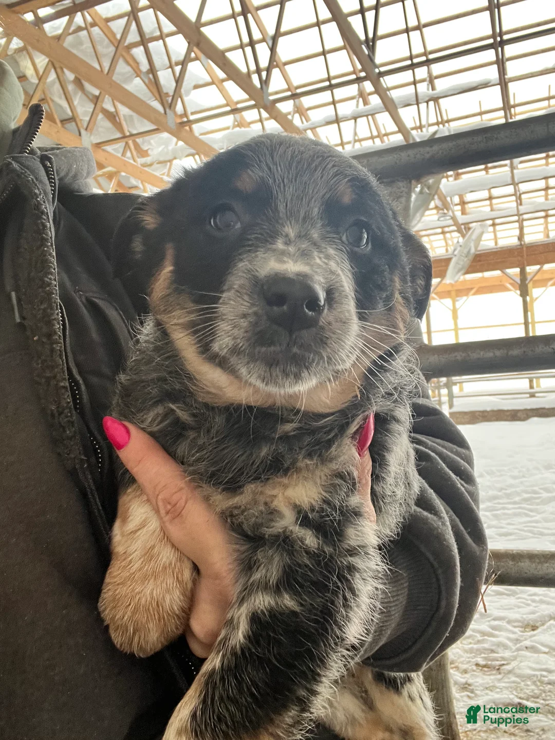 Australian Cattle Dog dogs for sale: Felicia - Ad 1