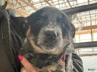 Australian Cattle Dog dogs Felicia - Ad 18