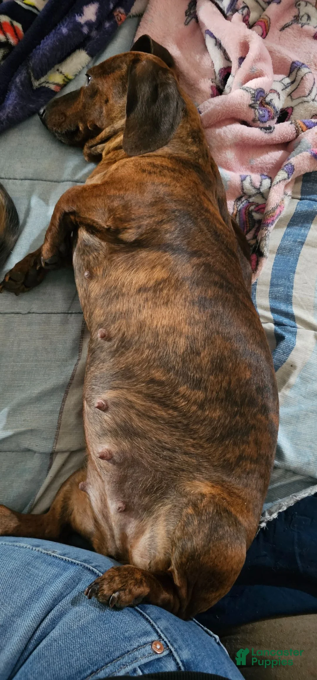 Miniature Dachshund dogs for sale: Miniature Dachshund 1 - Ad 2