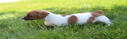 Jack Russell Terrier dogs for sale: Luna - Ad 7