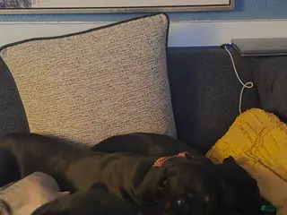 Doberman Pinscher dogs Doberman Pinscher Puppy 4 - Ad 24