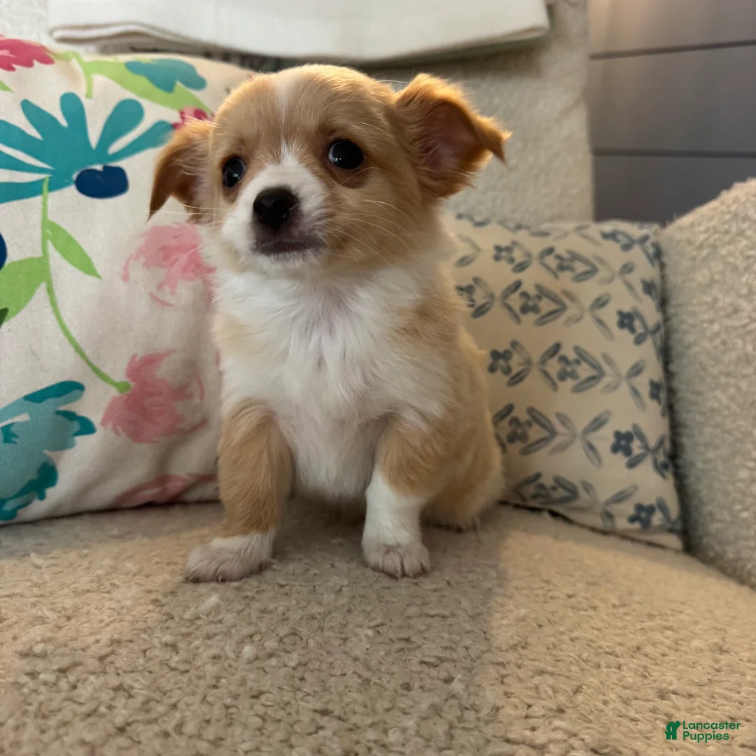 Chihuahua dogs for sale: Chester - Ad 2