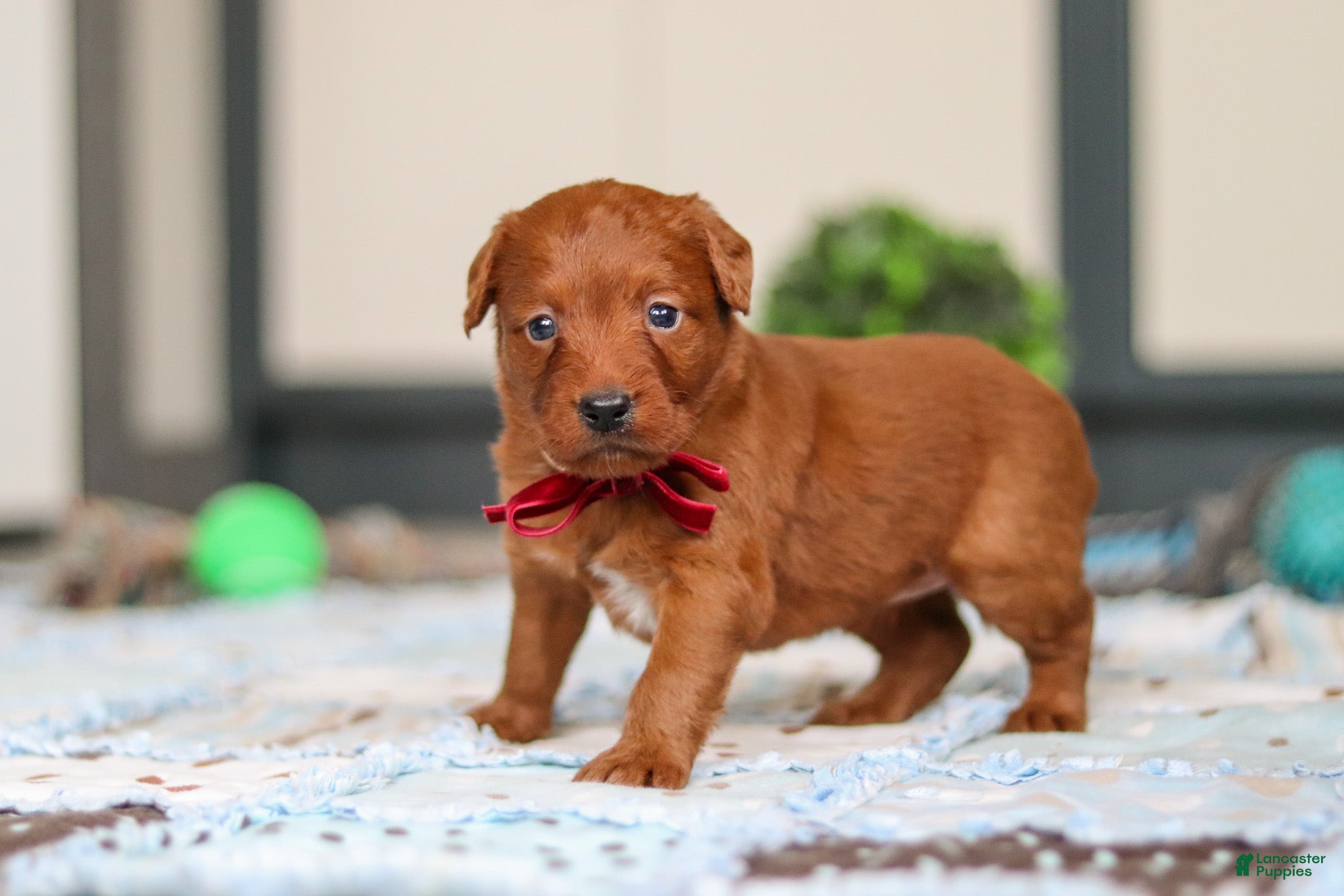 Labradoodle dogs Sasha - Ad 1