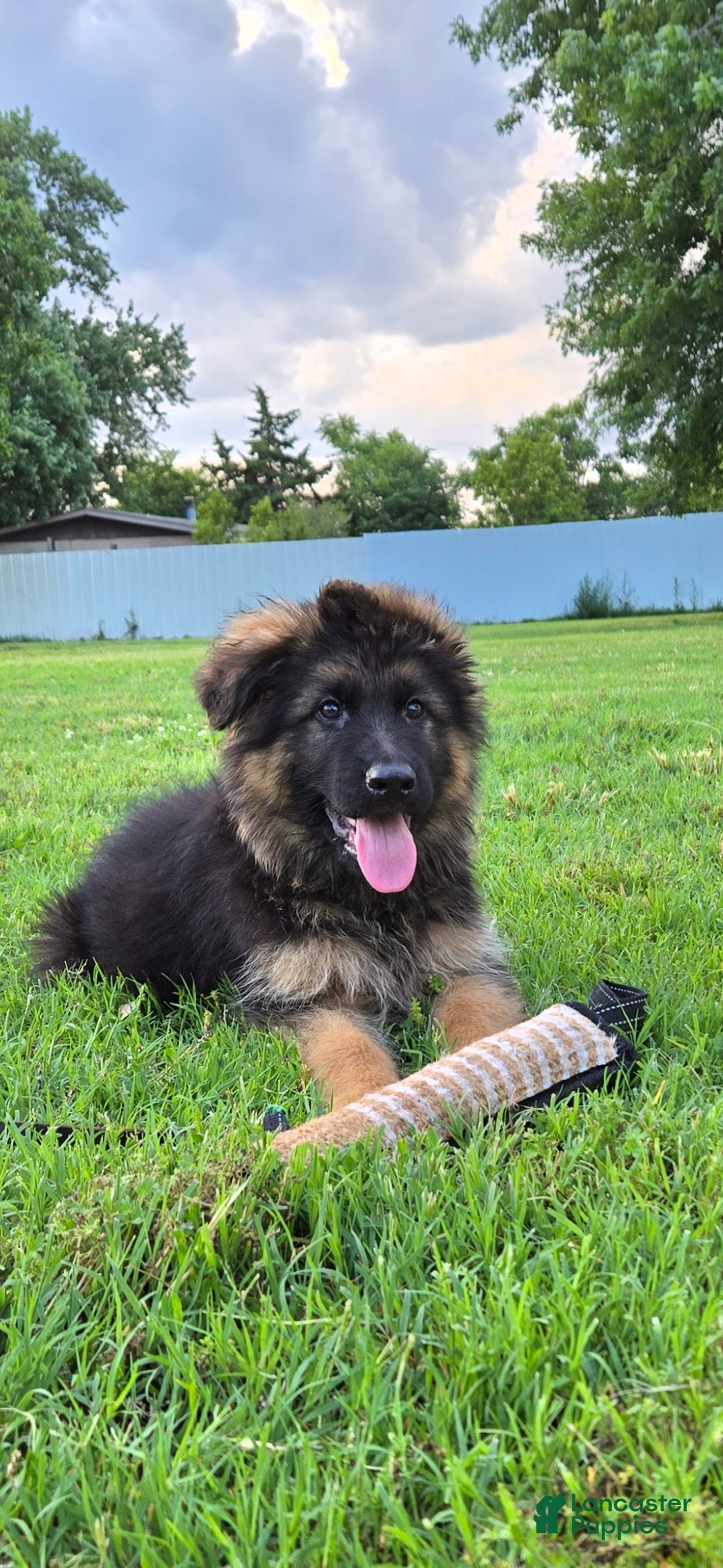 German Shepherd dogs German Shepherd Puppy 1 - Ad 9