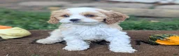 Cavapoo dogs for sale: Mr Andy - Ad 26