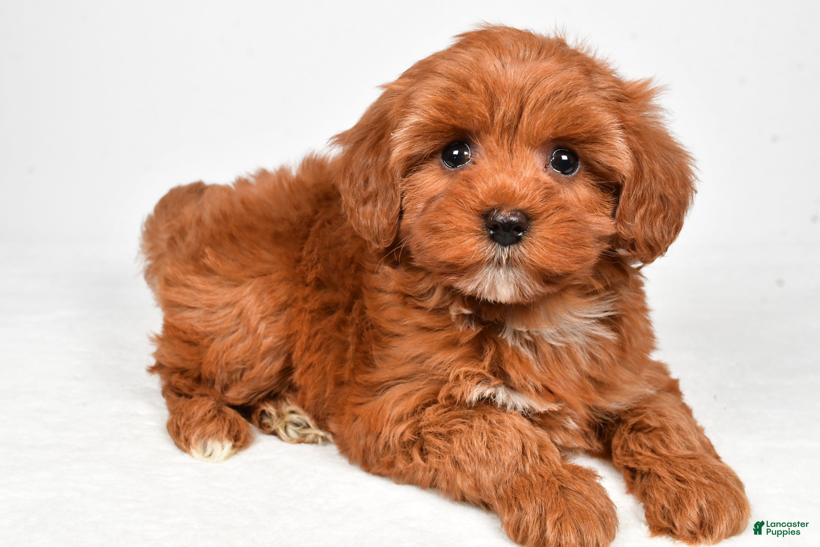 Cavapoo dogs Holly - Ad 1