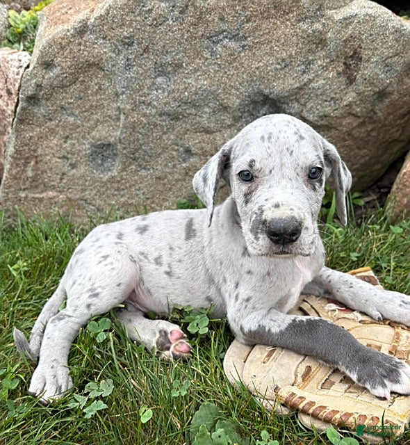 Great Dane dogs Emmett - Ad 2