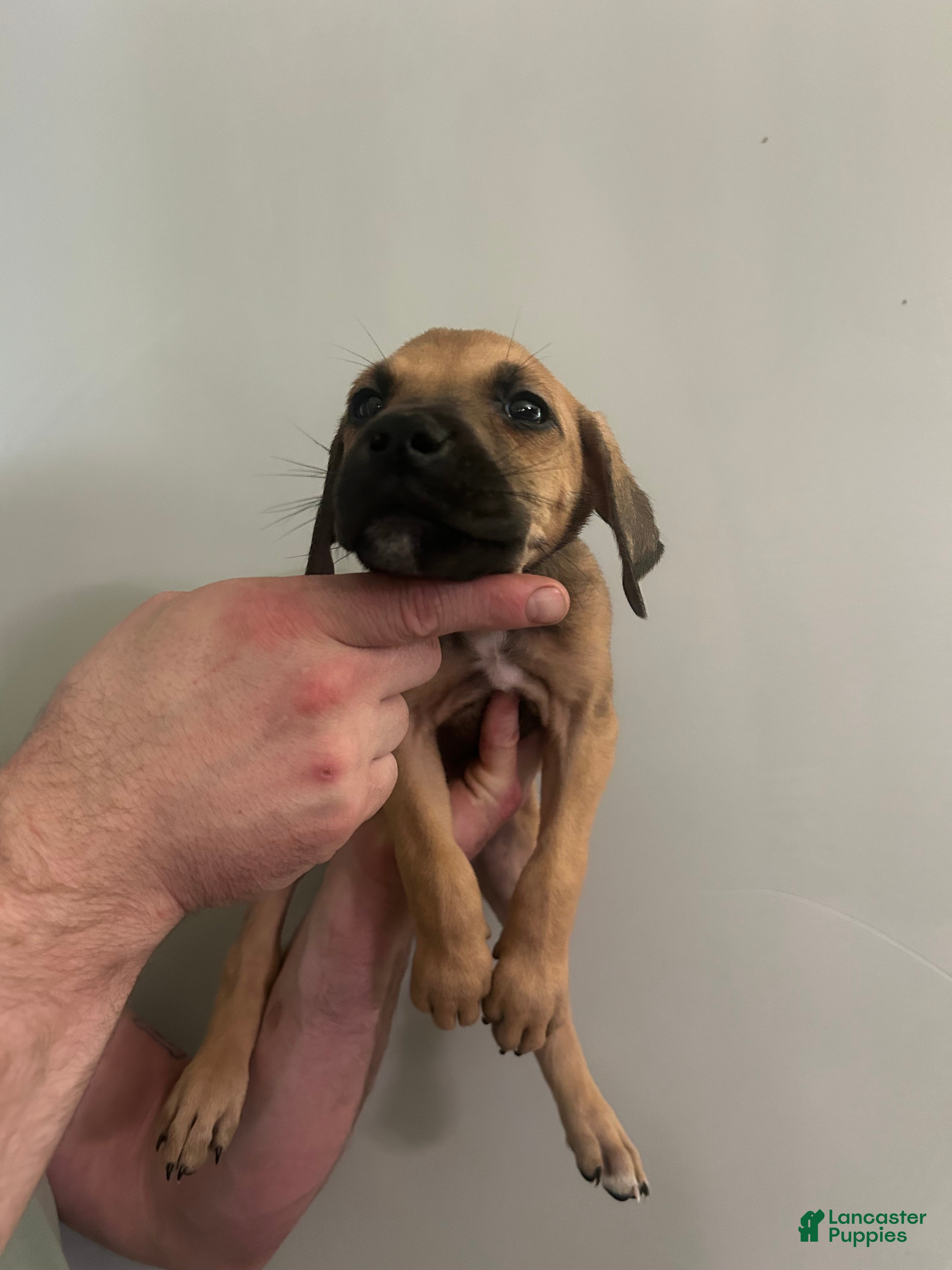 Mixed Breed dogs Puppy 10  - Ad 40