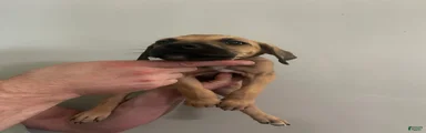 Puppy 10 