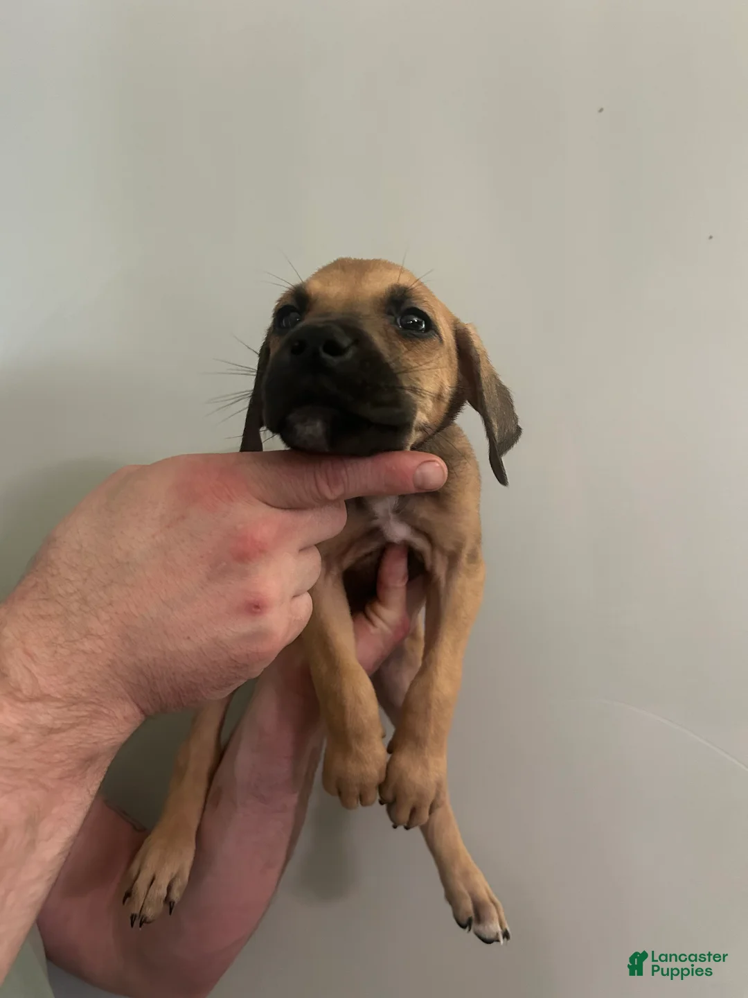 Mixed Breed dogs for sale: Puppy 10  - Ad 1