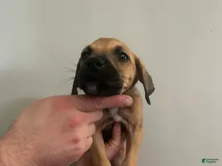 Mixed Breed dogs Puppy 10 - Ad 40